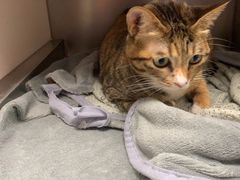 -爱诺耐芙动物医院(万博店)