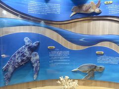 -广东惠东海龟国家级自然保护区