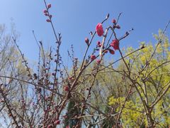 -大兴滨河森林公园