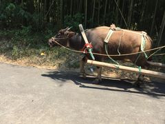 -杭州双溪漂流景区
