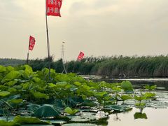 -白洋淀景区