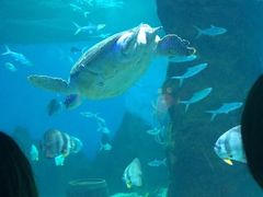 -北戴河圣蓝海洋公园