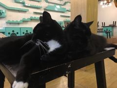 -萌喵咖啡屋(人民东路4号口M16商铺店)