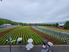 -富田农场