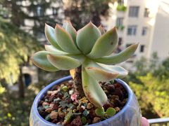 -于记沙布袋馄饨