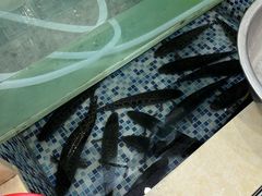 -老四川平头酸菜鱼(衙前店)