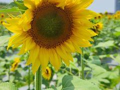 -光明小镇欢乐田园