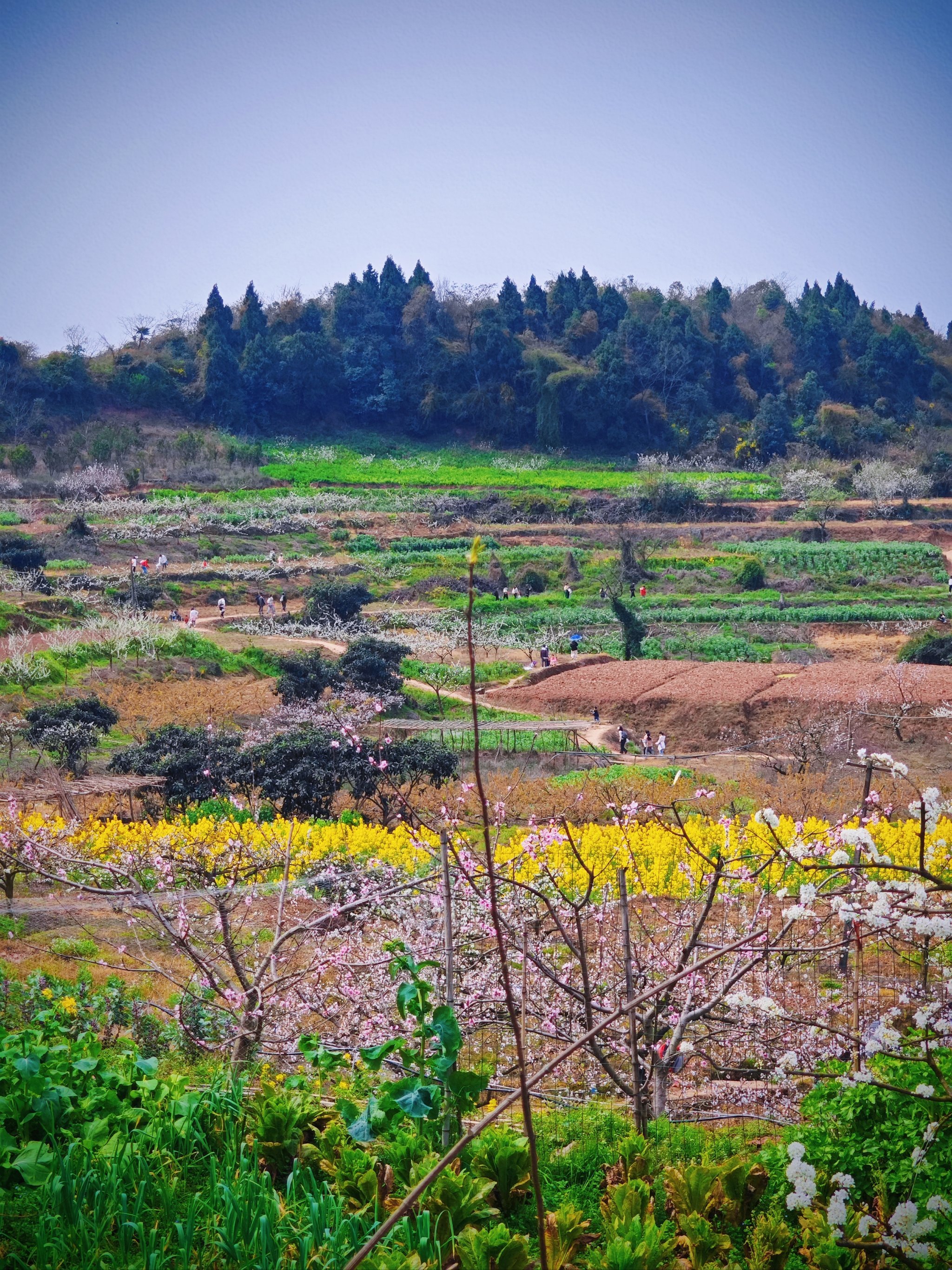 在成都|赏花➕徒步🌸这座春山真的非爬不可呀
