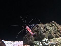 -暹罗海洋世界