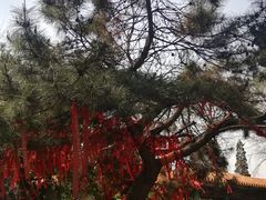 -高尔山公园