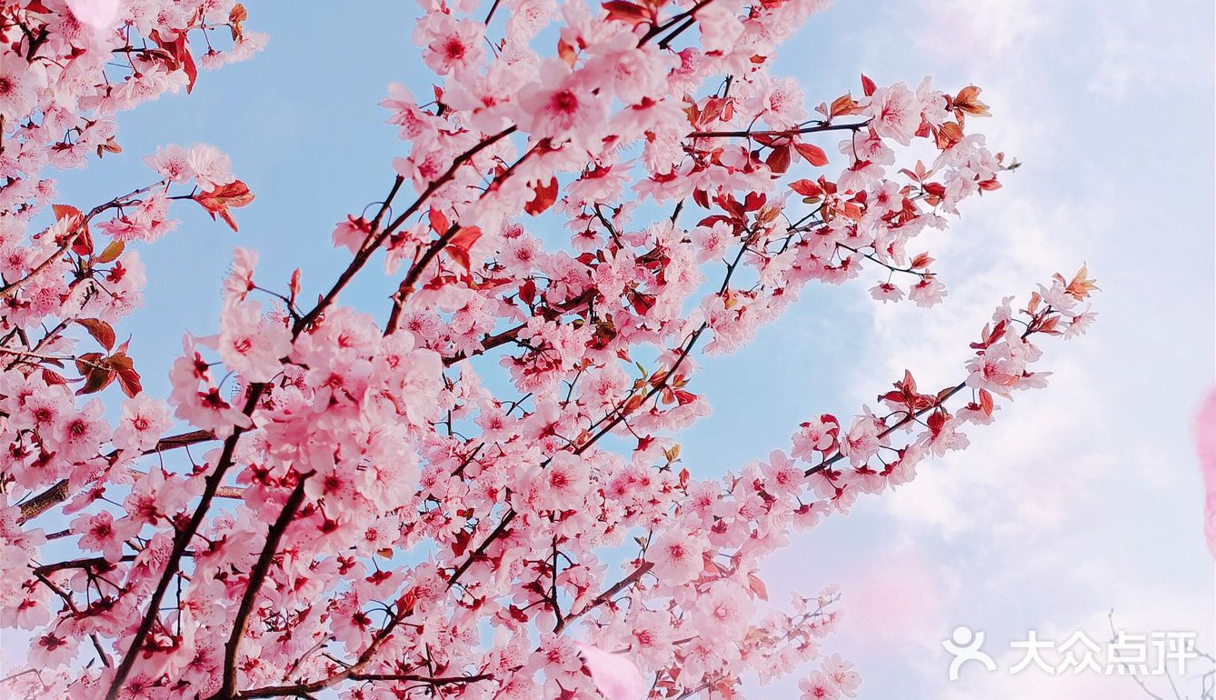 🌸随手拍，小区里的春天