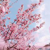 🌸随手拍，小区里的春天