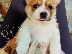 -关爱动物医院·心脏·中兽医·异宠(金牛路分院)