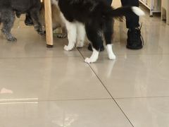 -艾贝尔宠物医院 ·中兽医·宠保定点(北门桥店)