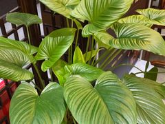 -东湖印象汉寿特色甲鱼钵子菜(渔人码头店)