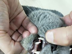 -爱侣宠医·鹦鹉专科·小型哺乳类·异宠专科(灵石路店)