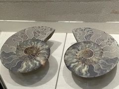 -安徽省地质博物馆