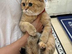 -宠颐生汉谟拉比宠物医院