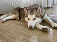 -Husky Go! 哈士奇体验馆·宠物咖啡厅狗咖