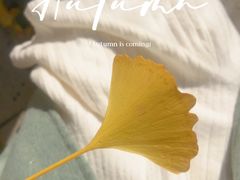 -三里屯东五街银杏大道