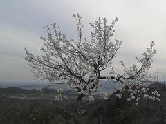 -香山公园