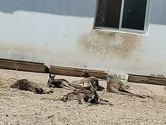 -秦皇岛野生动物园