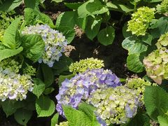 -庐山风景区花径公园