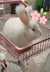 -萌兔星空蹦床撸兔馆