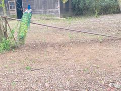 -金孔雀温泉旅游度假村