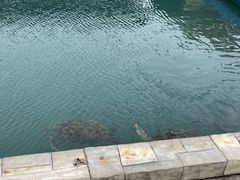 -广东惠东海龟国家级自然保护区