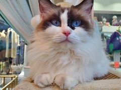 -喵喵咪呀布偶猫咖(春熙路店)