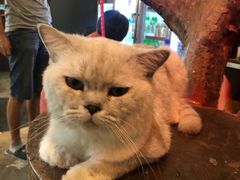 -more than meow吴止猫主题餐厅(承德 中船汇店)