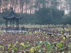 -合肥滨湖国家森林公园