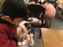 -猫色咖啡·猫咖