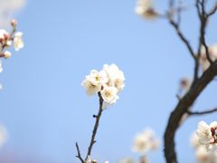 -无锡梅园公园