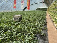 -大自然农场蔬菜草莓采摘园