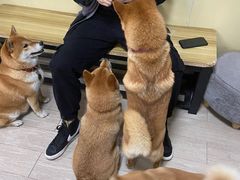 -柴犬高等学院·狗咖·柴犬售卖·宠物训练