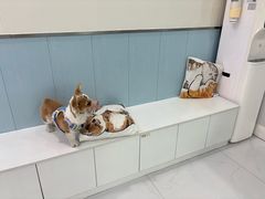 -纳吉亚猫专科动物诊疗中心(蒋宅口分院)