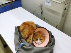 -瑞派动物医院·猫专科·至诚(江南中分院)