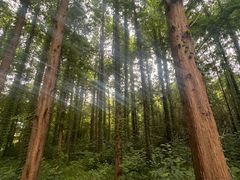 -日照海滨国家森林公园