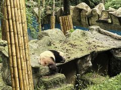 -中国大熊猫保护研究中心雅安碧峰峡基地