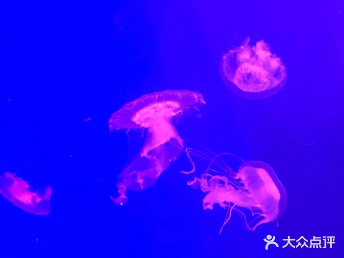 华夏文旅海洋公园图片