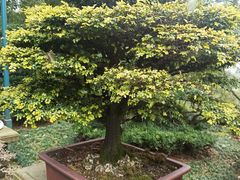-南山植物园