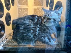 -老吴的猫·猫舍(新区店)