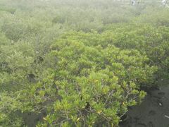 -北海金海湾红树林生态旅游区