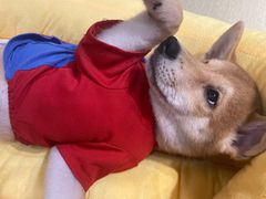 -逗柴咖啡屋·狗咖猫咖宠物桌游