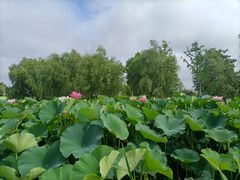 -鉴湖国家城市湿地公园