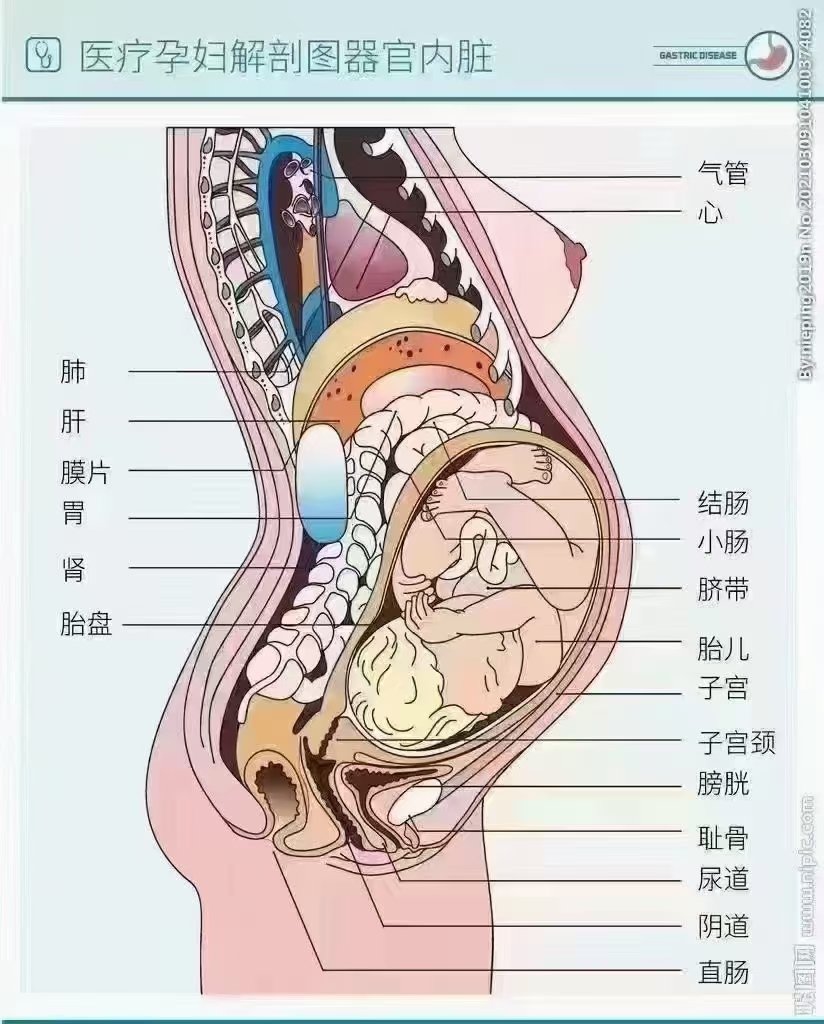 女人在整个怀孕过程中内脏被挤压 子宫从鸡蛋变