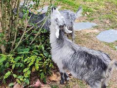 -森波拉奇妙世界