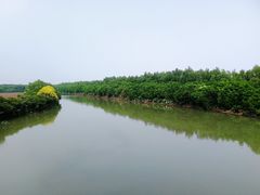-大湾区中央湿地公园